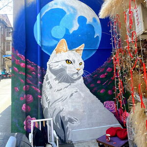 White Cat