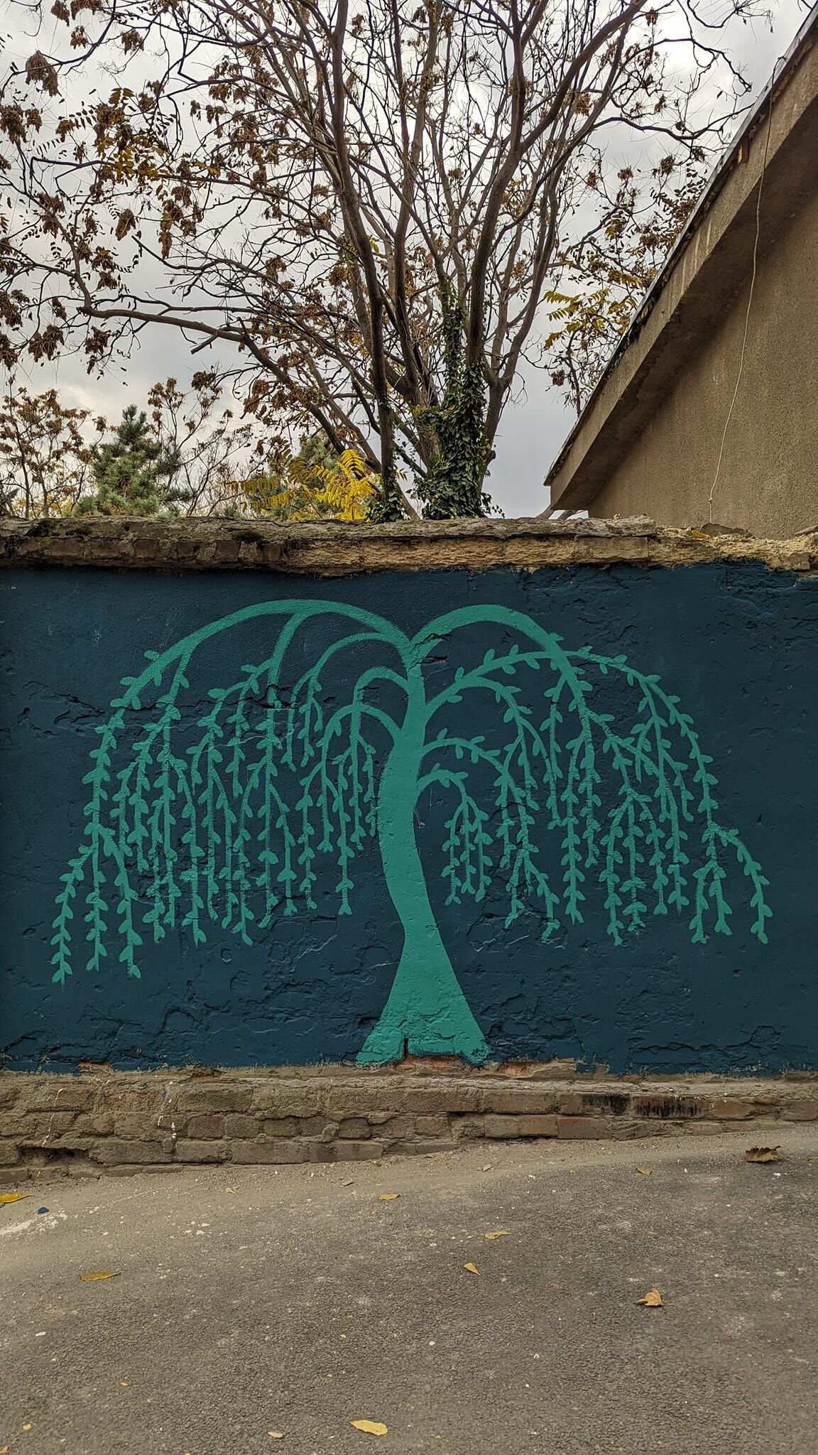 Weeping Willow Tree