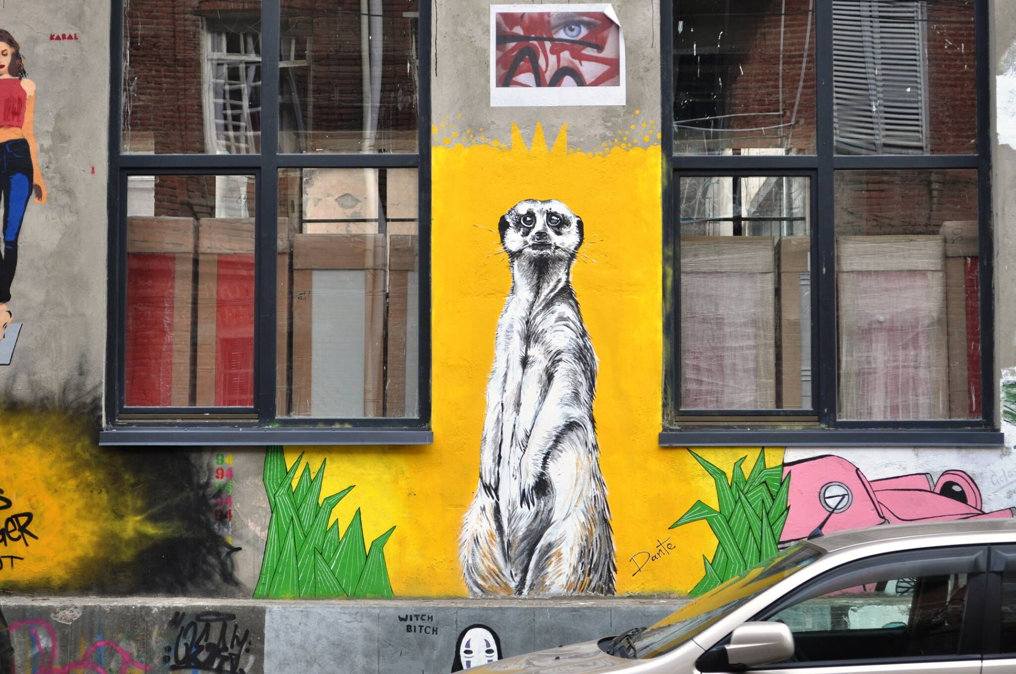Meerkat - Dante
