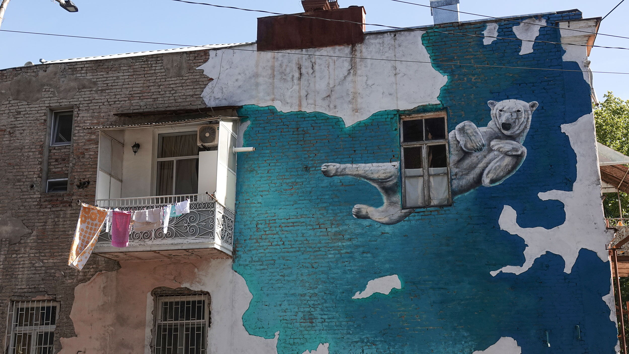 Polar Bear - Dante